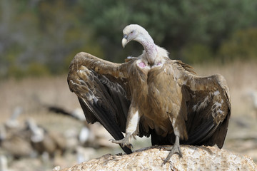 Griffon vulture  threatening with wings spread.