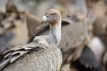 Griffon vulture portrait with blood on the neck and head.