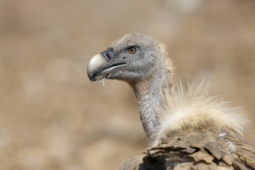 Portrait from a Griffon vulture.
