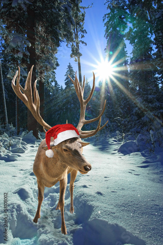 “Rentier mit Nikolausmütze im Winterwald” Stockfotos und lizenzfreie