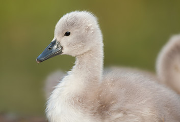 junger Höckerschwan