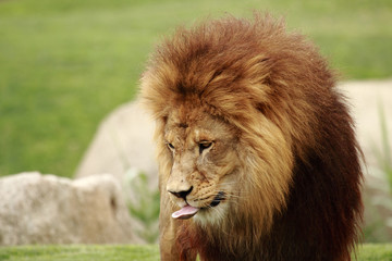 mail lion