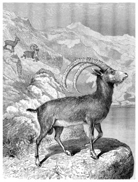 Ibex Sinaïtica - Bouquetin