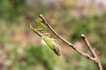 Praying mantis