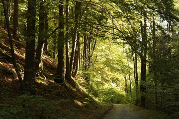 Path through autumn beech forest at dusk