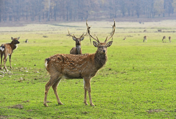 Spotted deer