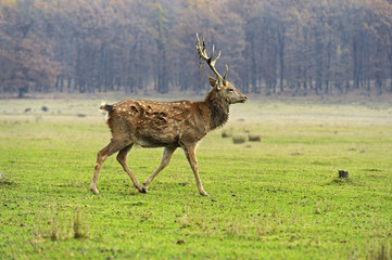 Deer