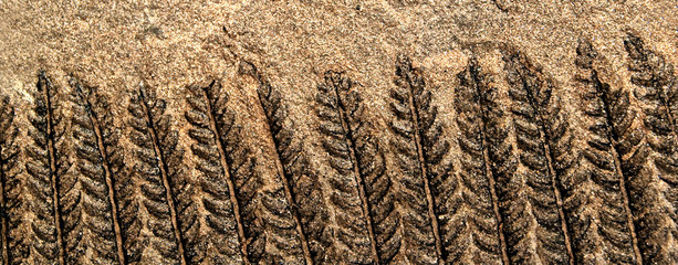 Fossil Fern