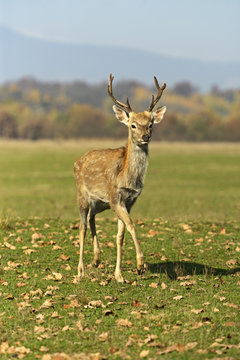 Spotted deer