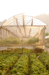 Naklejka premium Morning at the strawberry Farm