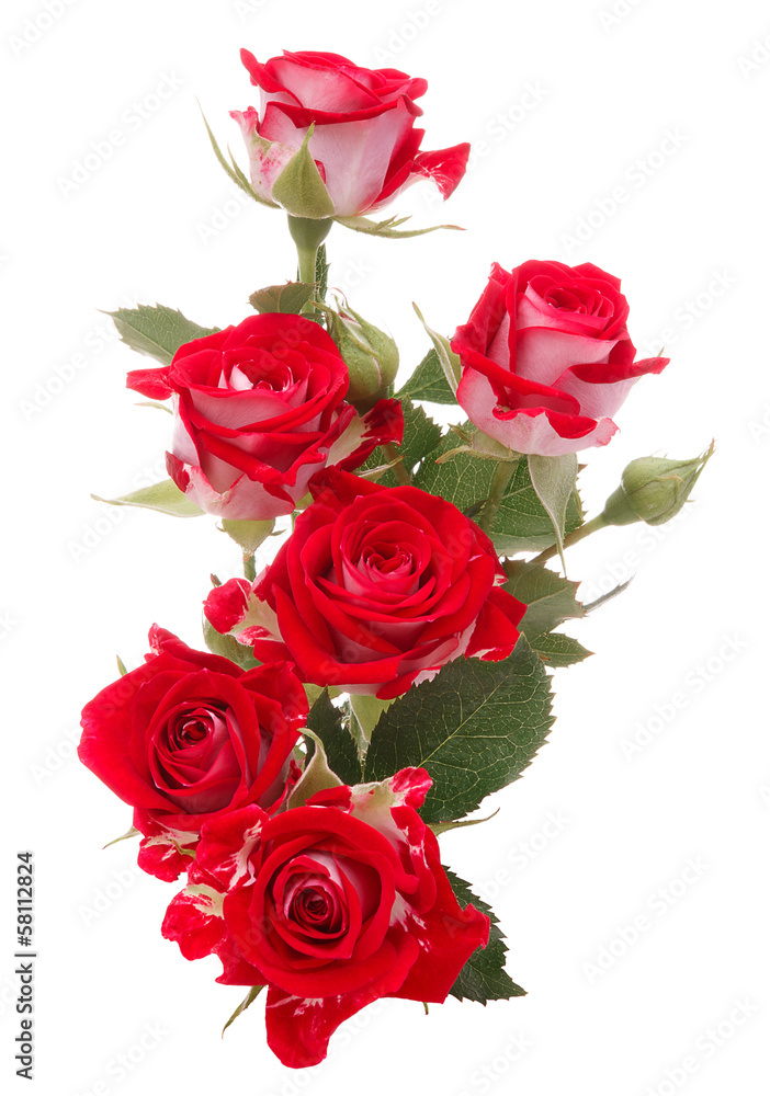 Fototapete Red rose flower bouquet isolated on white background cutout