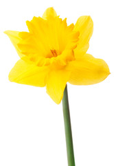 Fototapeta premium Daffodil flower or narcissus isolated on white background cutout