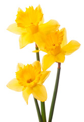 Daffodil flower or narcissus  bouquet  isolated on white backgro © Natika