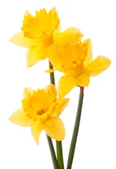  Daffodil flower or narcissus  bouquet  isolated on white backgro © Natika