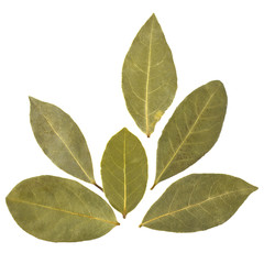 Naklejka premium Aromatic bay leaves