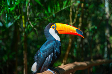 Toucan