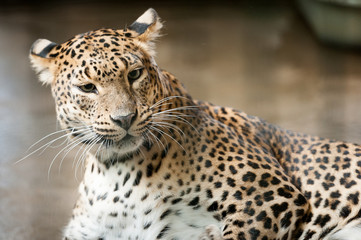 Naklejka premium Portrait de léopard