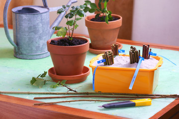 seedlings - woody cuttings