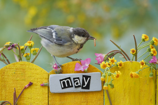 Young Great Tit perched on a decorated fence