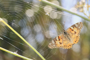 Belle Dame piégée © image2roman