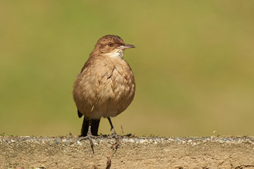Furnarius rufus