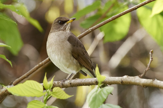 Turdus amaurochalinus