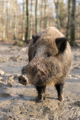 Wildschwein, Wild boar, Sus scrofa