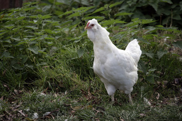 White araucana,