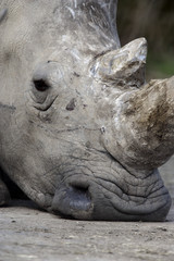 Fototapeta premium White rhino, Ceratotherium simum