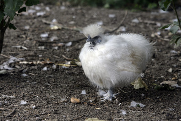 White silkie
