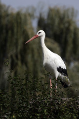 White stork, Ciconia ciconia