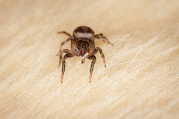 Jumping Spider