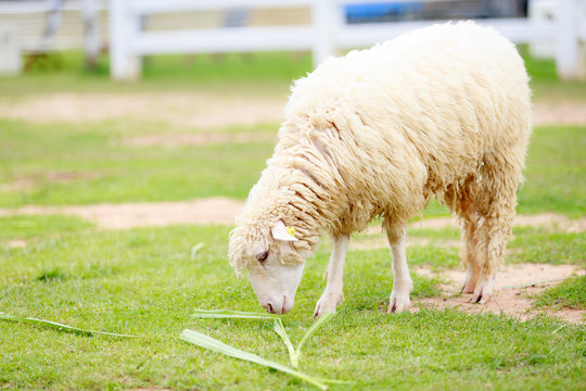 sheep eating food greensward