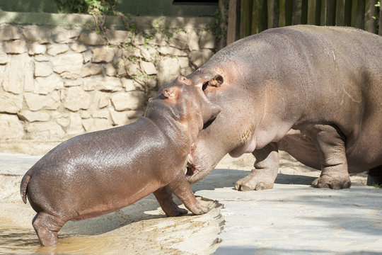 Hippo's family 5