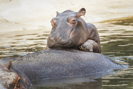 Baby hippo 2