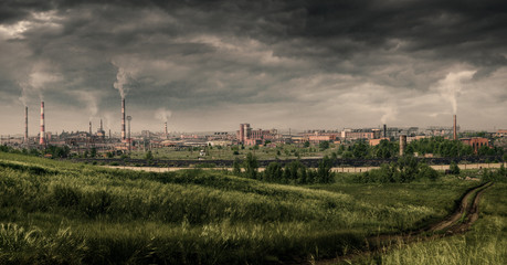 Fototapeta premium plant