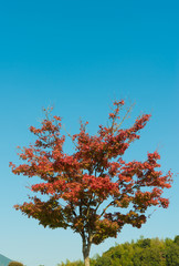blue sky and a tree with autumn leaves