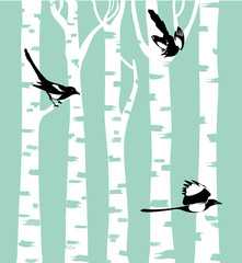 Magpie birds on a birch trees