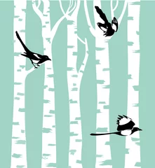 Wall murals Birds in the wood Magpie birds on a birch trees
