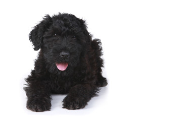 Black Russian Terrier Puppy on a White Background