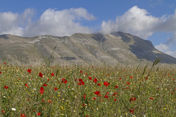 Blumenteppich in den Sibillini