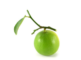 Fresh lime  Isolated on white background
