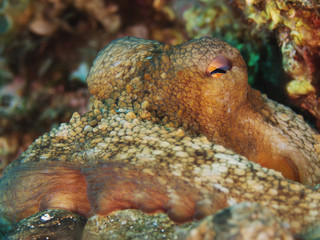 Common octopus, Gemeiner Krake