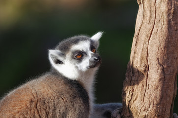 lemur catta