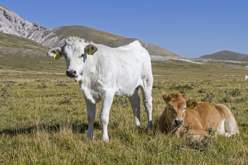 Kälber auf dem Campo Imperatore
