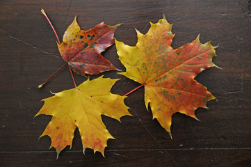 Ahornblätter im Herbst