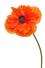 Single poppy isolated on white background.
