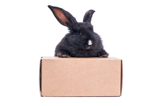 little rabbit near the box with gift
