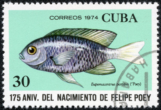 stamp printed in the Cuba shows image a sea life
