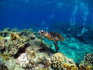 Obraz na płótnie Canvas 珊瑚の上を泳ぐウミガメ